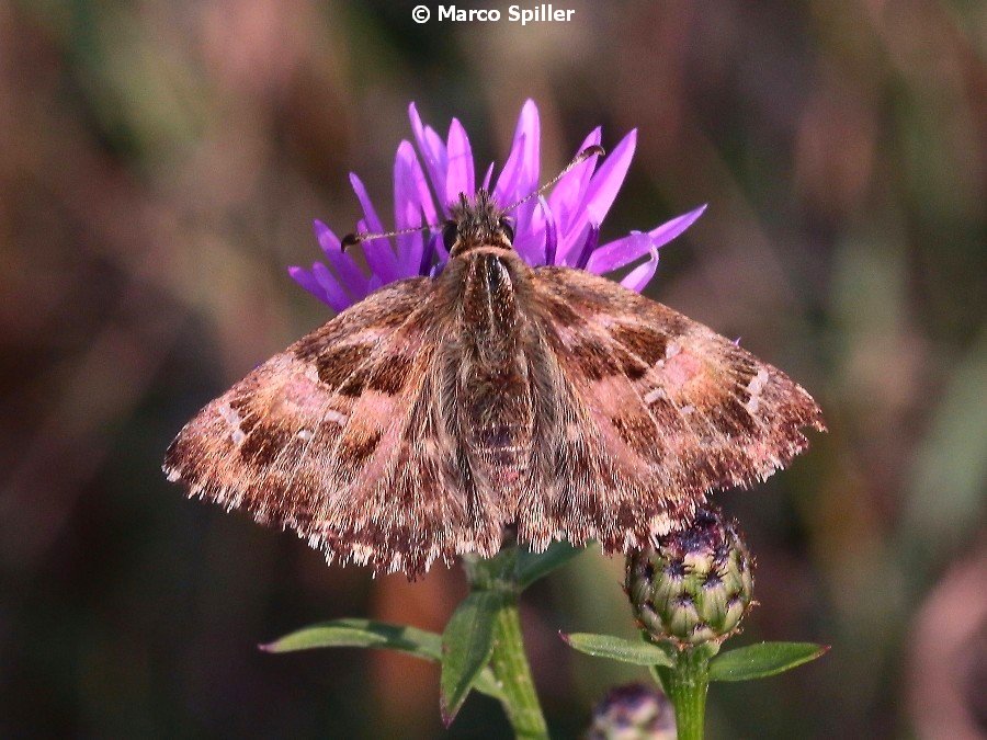 Carcharodus alceae